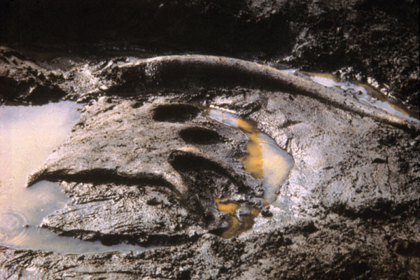 ナウマンゾウの牙とオオツノジカの角