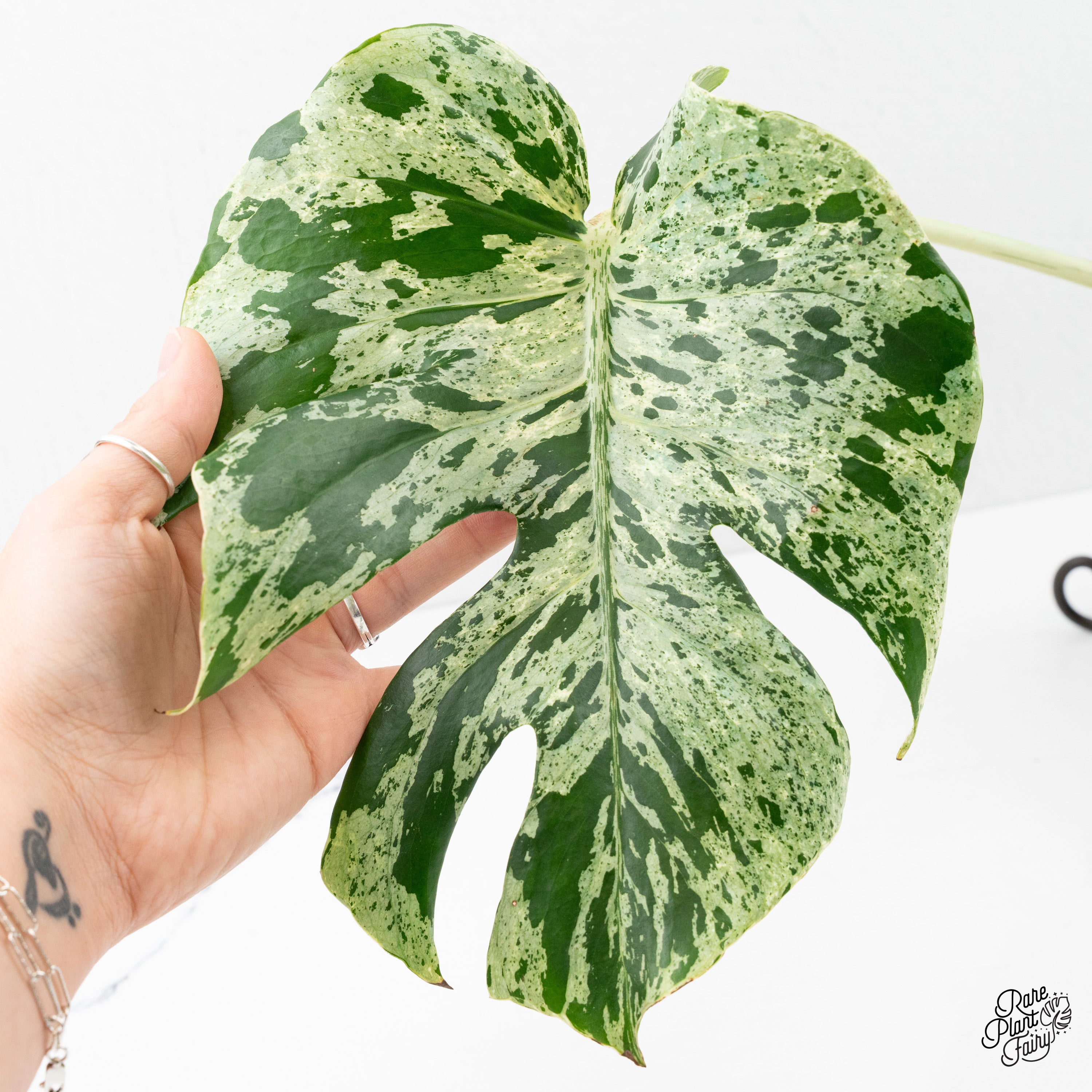 Monstera Deliciosa 'Bulbasaur' (wk2-C) – Rare Plant Fairy