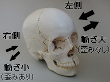 頭蓋仙骨治療の説明Ⅰ：物理的側面