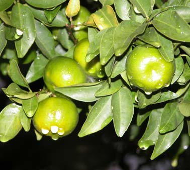 薄田泣菫全集第1巻の植物