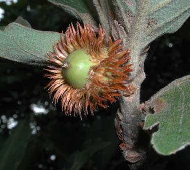 薄田泣菫全集第1巻の植物