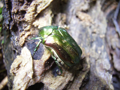 Japanese Flower Beetles-1 (日本産ハナムグリ)