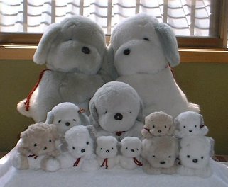 我が家のうめ吉