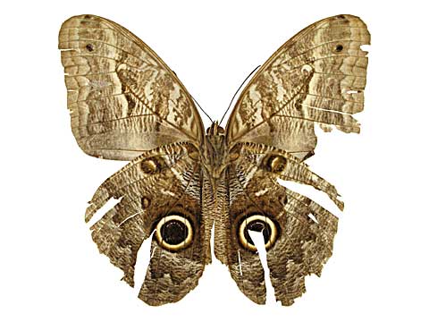 フクロウチョウ属その1