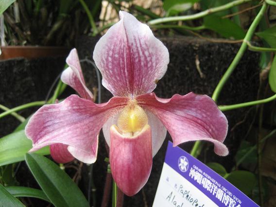 沖縄国際洋蘭博覧会 2008 パフィオ15