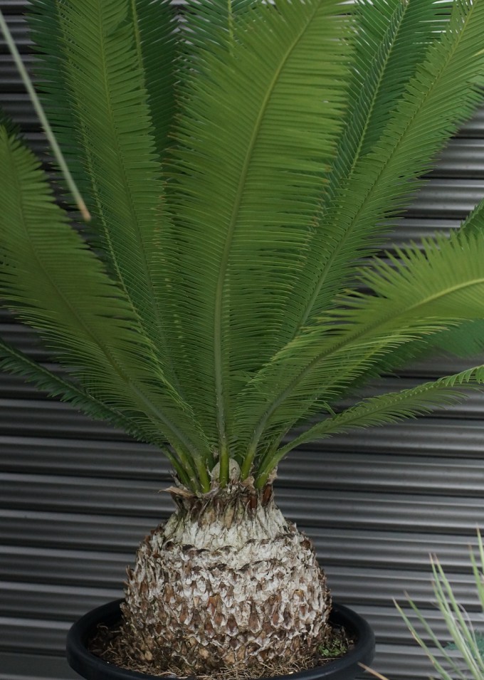 ディオーン・エデュレ |ワンダープランツジャパン