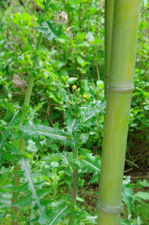 巨大化した「タンポポ」なのか？・・・そんなわけはないか？: らんばら