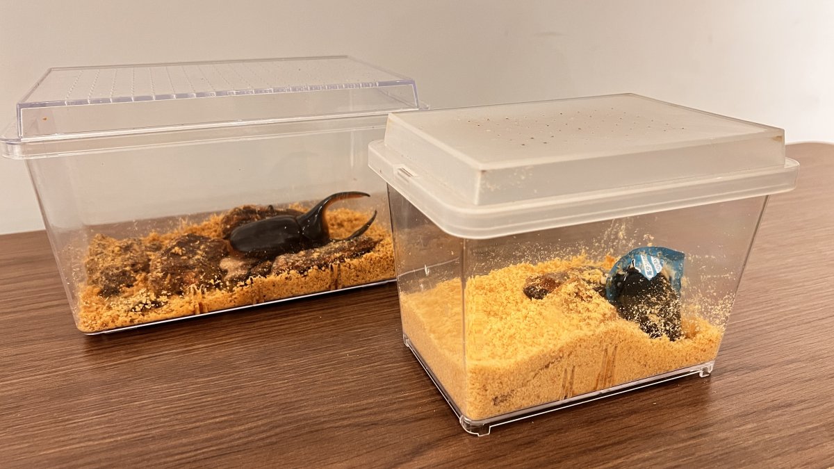 飼育ケースのサイズ表 | 六脚堂｜本能のままに生きる。 カブトムシ