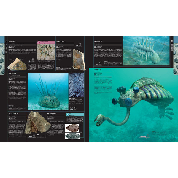 生物の進化大図鑑 通販｜セブンネットショッピング