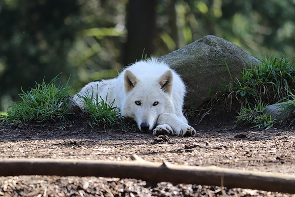 Canon EF-S 24mm F2.8 STM: DPReview | Photography News, Gear