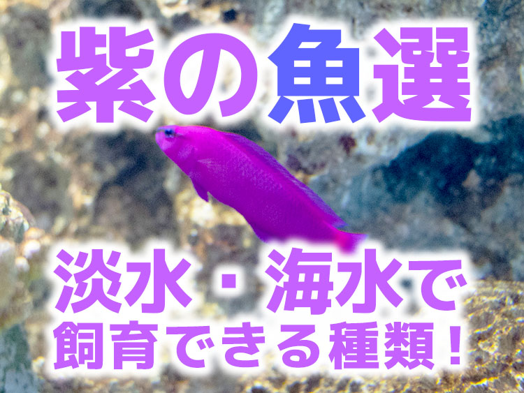 紫の魚10選！飼育できる淡水・海水で鮮やかなパープルを持つ魚たち