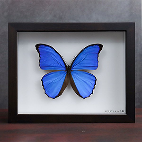 昆虫標本箱モルフォ蝶1頭入れ