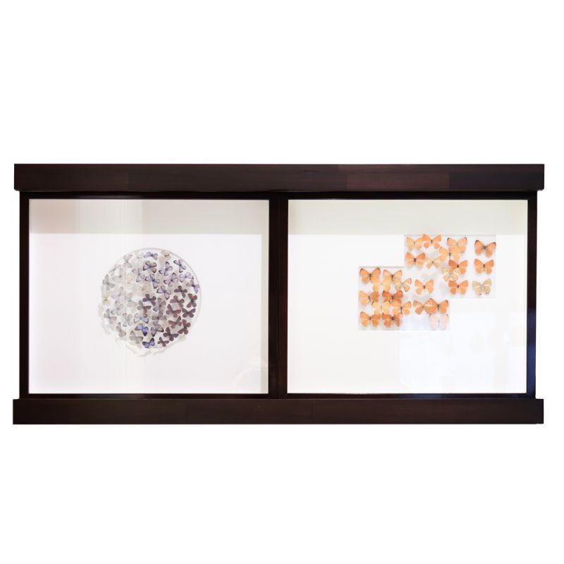 飾り棚 【昆虫標本箱（ドイツ箱）大箱用 】