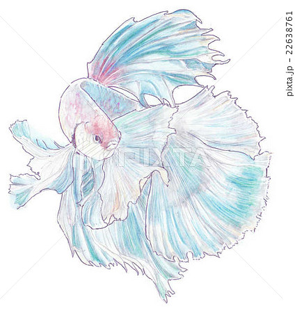 ベタのイラストのイラスト素材 [22638761] - PIXTA