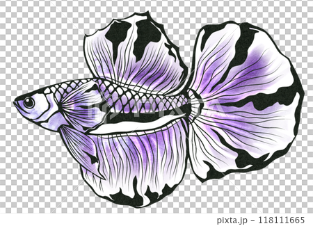 カラフル熱帯魚ベタの切り絵イラストのイラスト素材 [118111665] - PIXTA