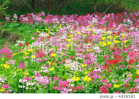 九輪草の写真素材 - PIXTA