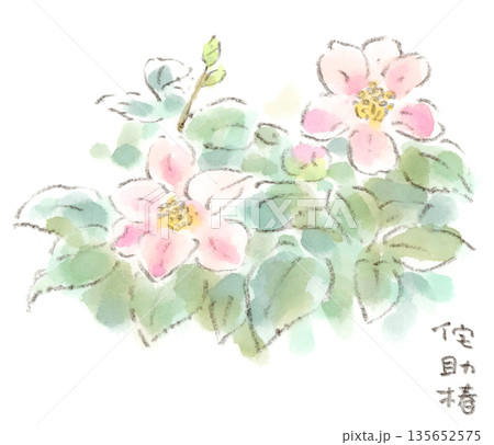 椿 侘助 花 ピンクの写真素材 - PIXTA