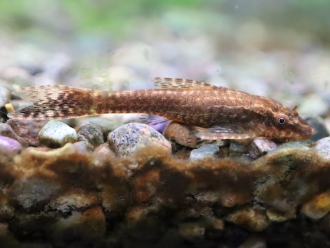 Tanganjika Cichliden – タンガニイカ・シクリッドの飼育と繁殖