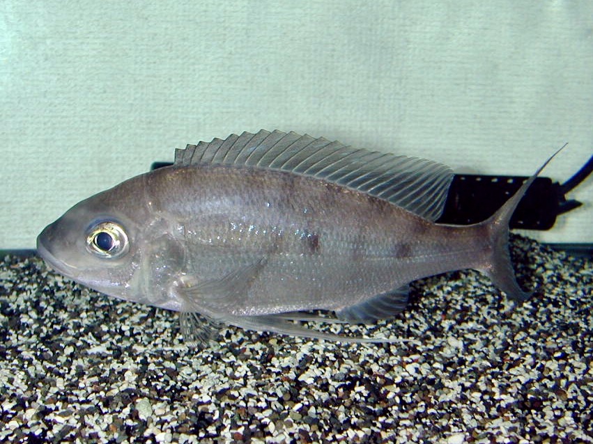 Tanganjika Cichliden – タンガニイカ・シクリッドの飼育と繁殖