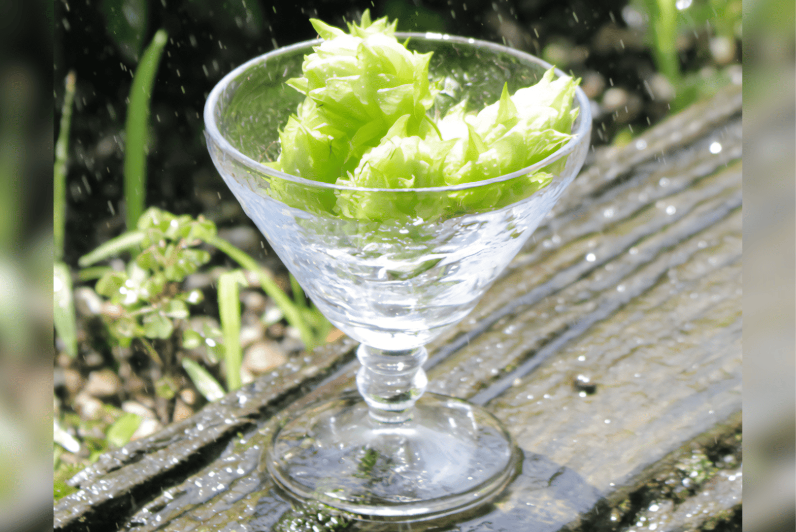 数量限定】TK100-Fresh HOP MEISTER [Green] セット（瓶）｜丹後王国