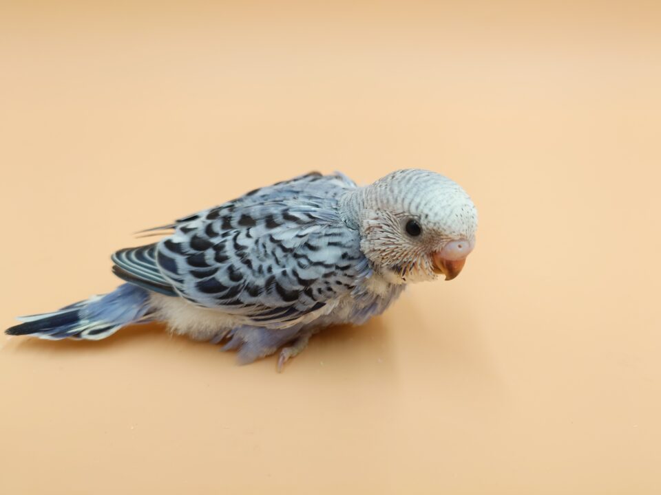 セキセイインコ雛＆オカメインコ雛入荷 | 谷美鳥園