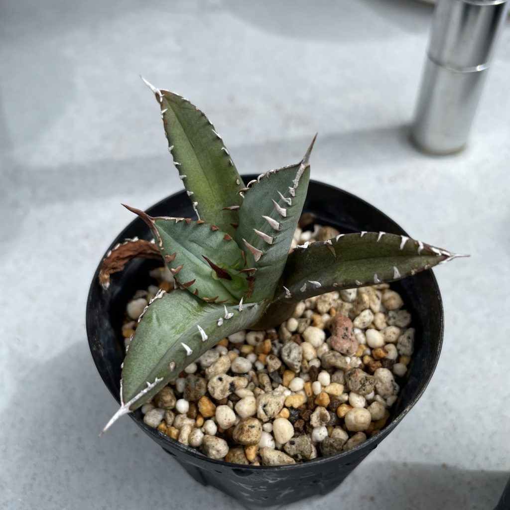 アガベ チタノタ 子株育成記録│多肉丸｜多肉植物育・塊根植物の育成販売