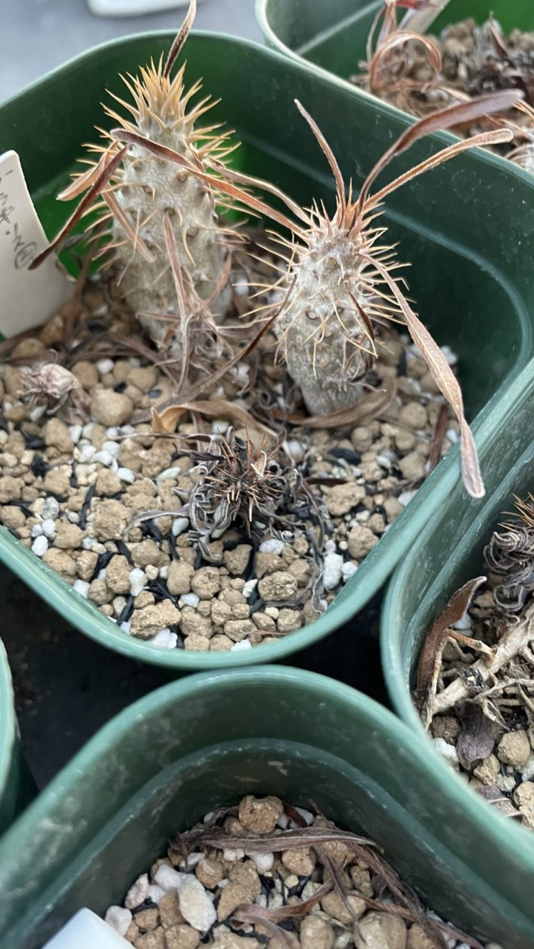 実生1年株パキポディウムグラキリスを植え替え【その後】│多肉丸