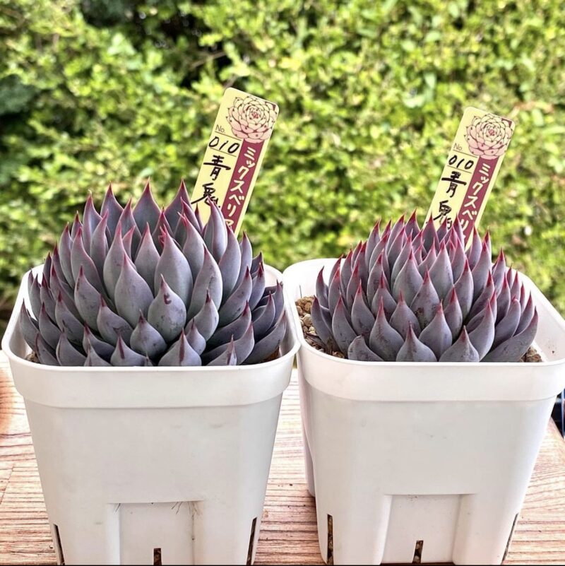 多肉植物のおらいさん苗ってなに？ミックスベリアってなに？購入方法は