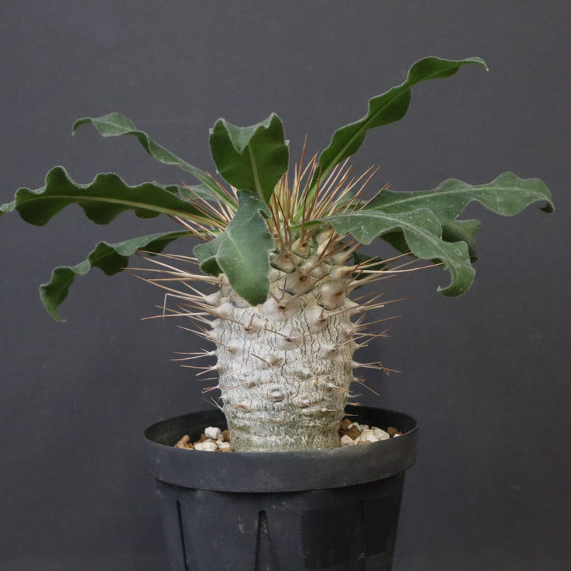 P.ナマクアナム 光堂（実生）14 – TaiShoDo ONLINE SHOP