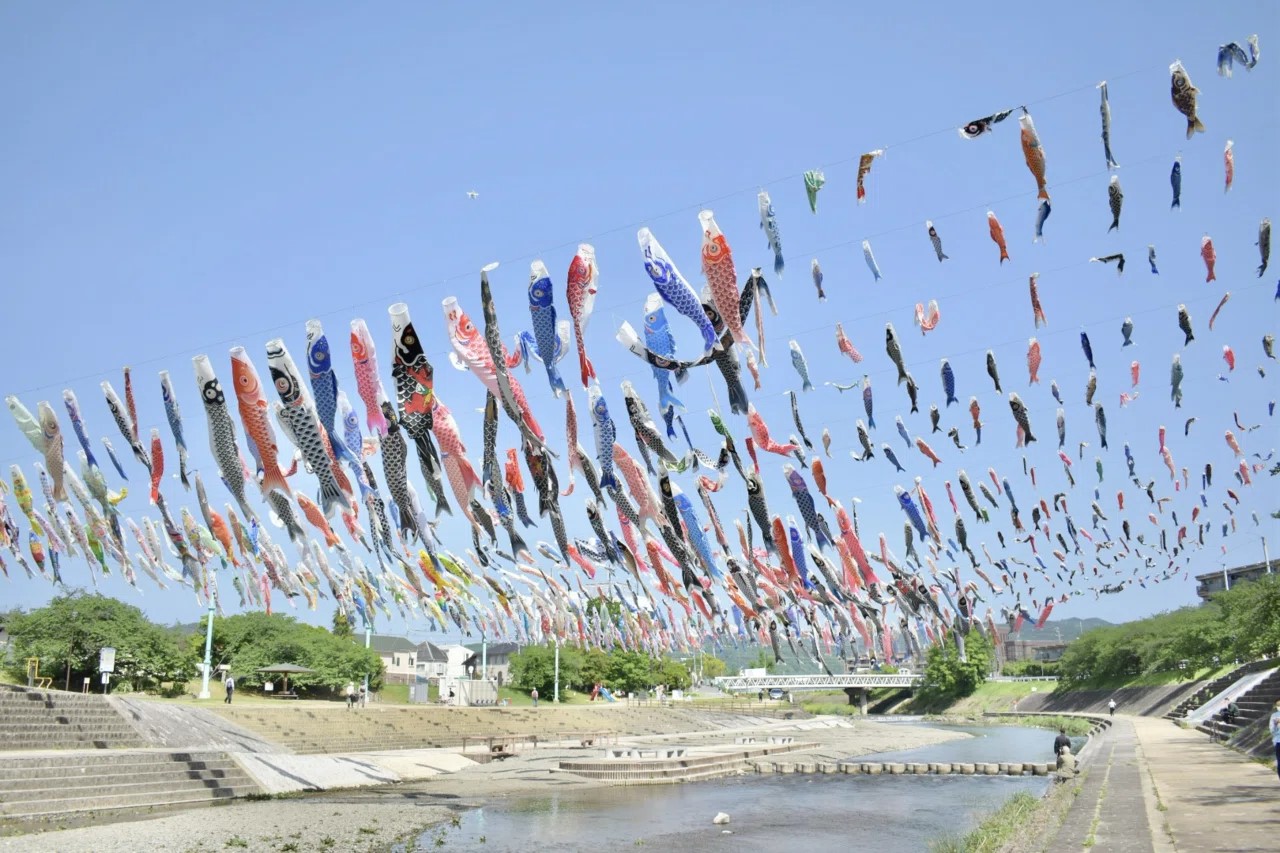 高槻市】芥川上空を1000匹のこいのぼりが泳ぐ季節が今年もやってきた