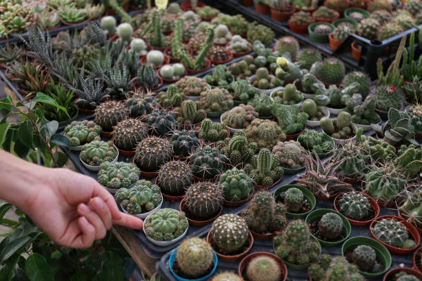 レビュー】『サボテン＆多肉植物（NHK趣味の園芸 新園芸相談10