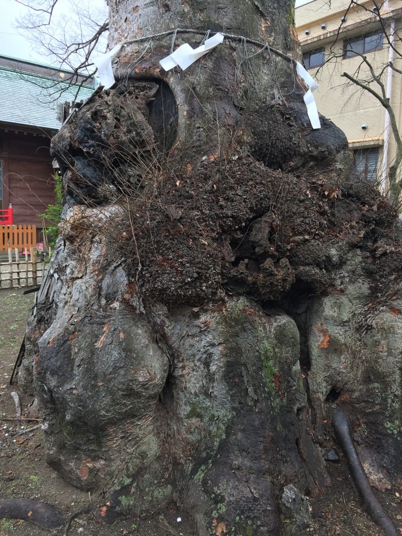 義家伝承 | 滝野川探検隊