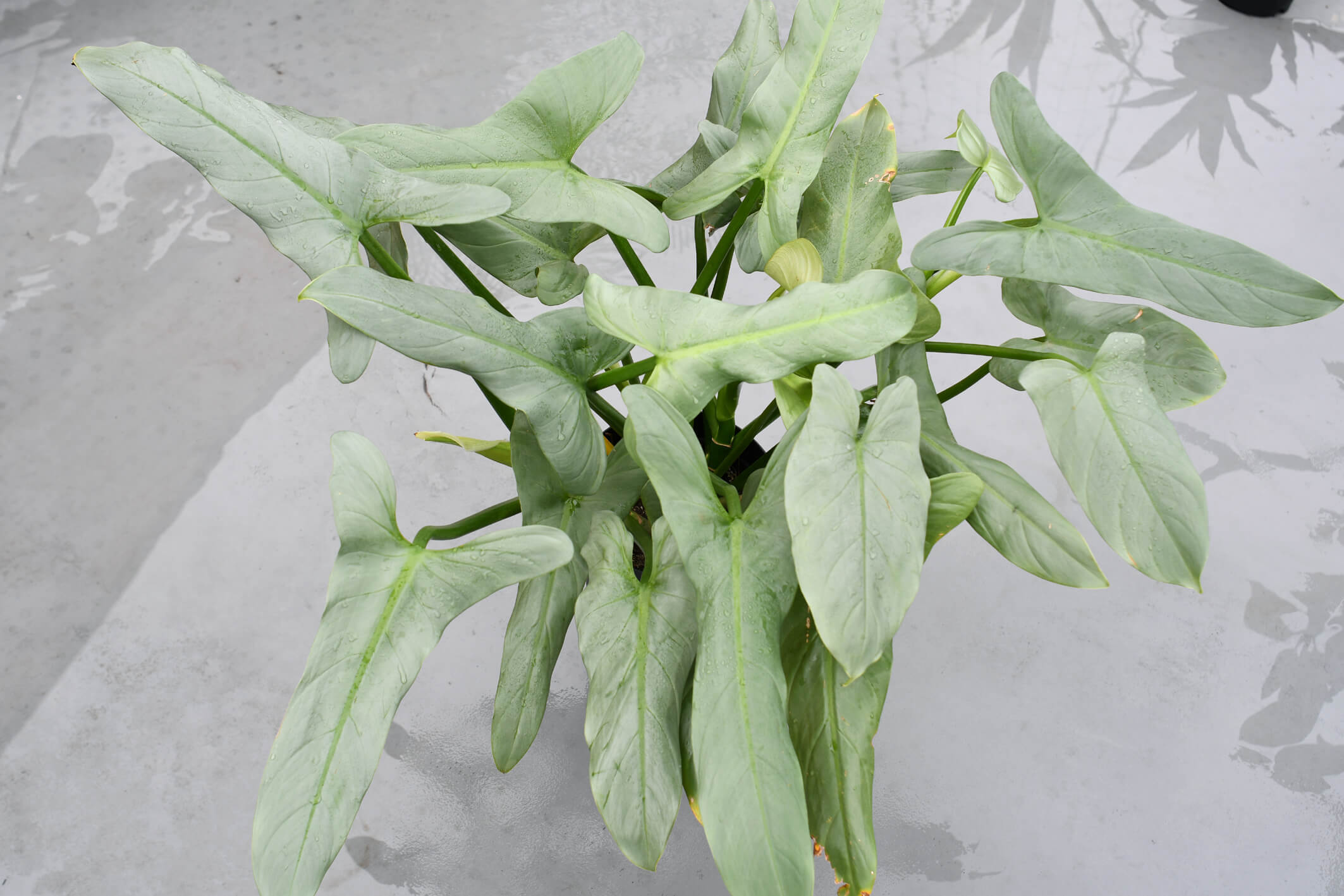 フィロデンドロン「シルバーソード」栽培記（2021年8月）: ROAD TO NOWHERE