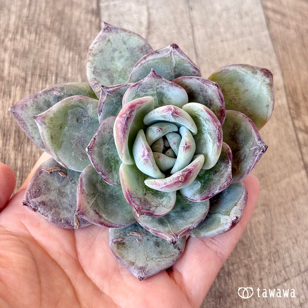 Echeveria – tagged 