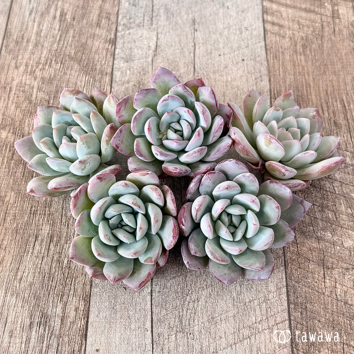Echeveria – tagged 