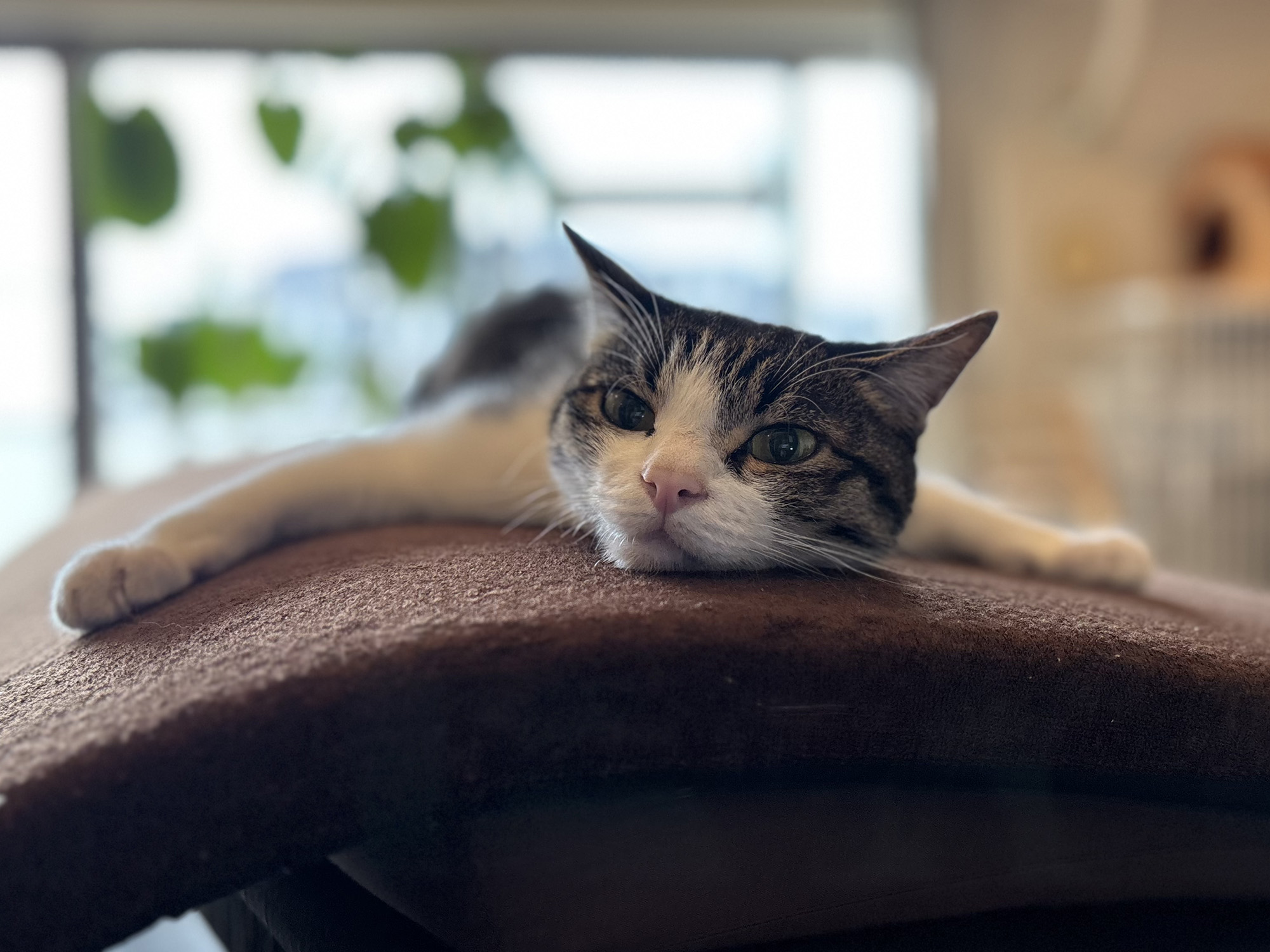 猫の合同写真展＆物販展「ねこ休み展 冬 2026」