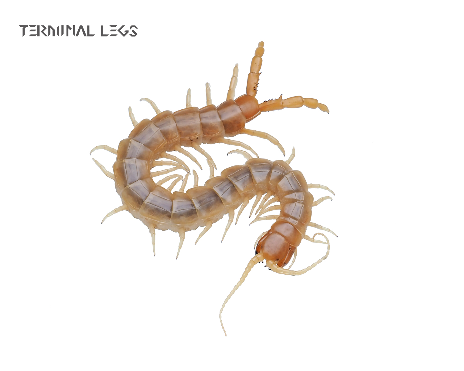 ムカデ | Terminal Legs