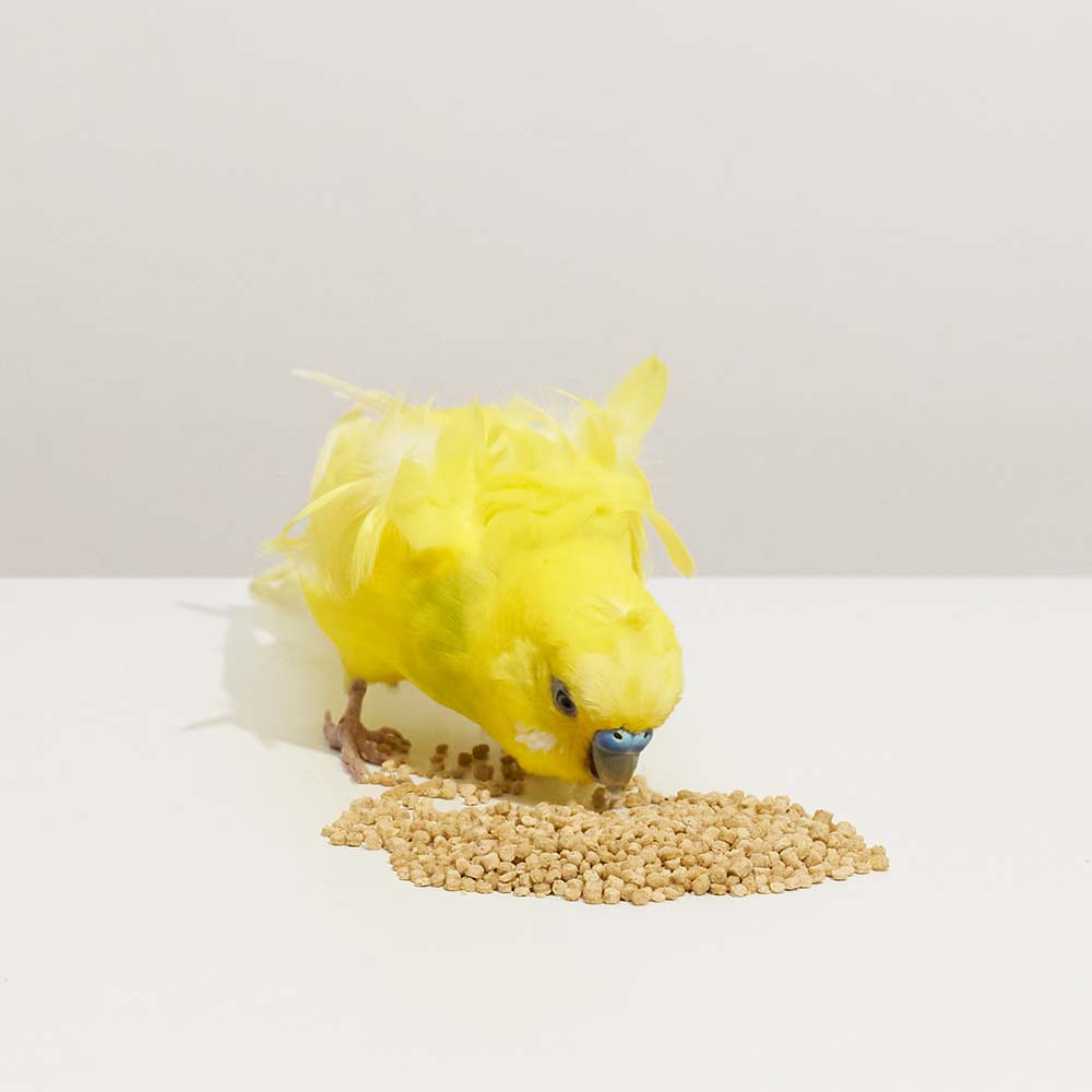 ハリソン アダルトライフタイム スーパーファイン 454g – テラスペット