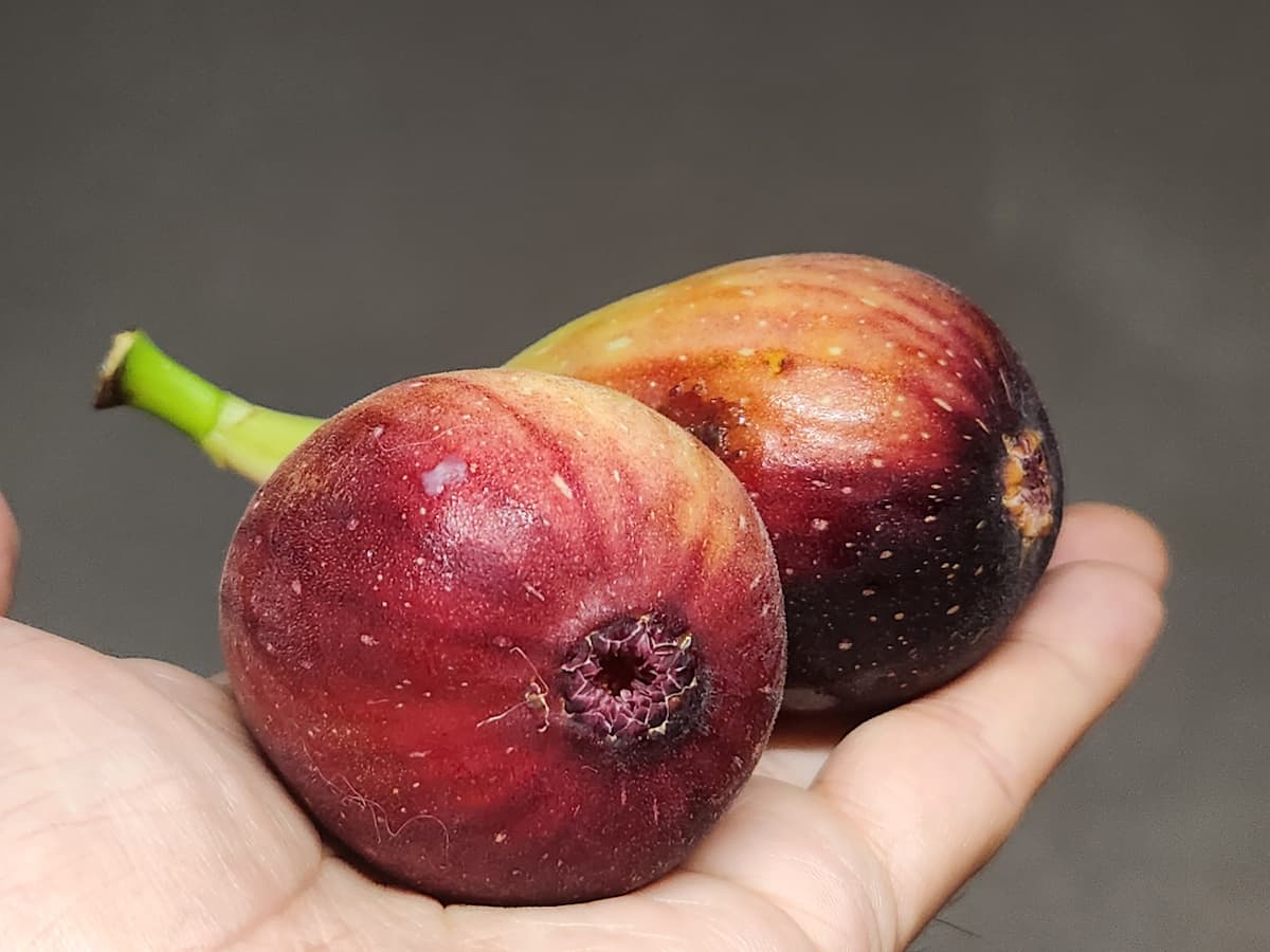 いちじく】選び方・農家直送で取り寄せる方法を八百屋が紹介 | やさい