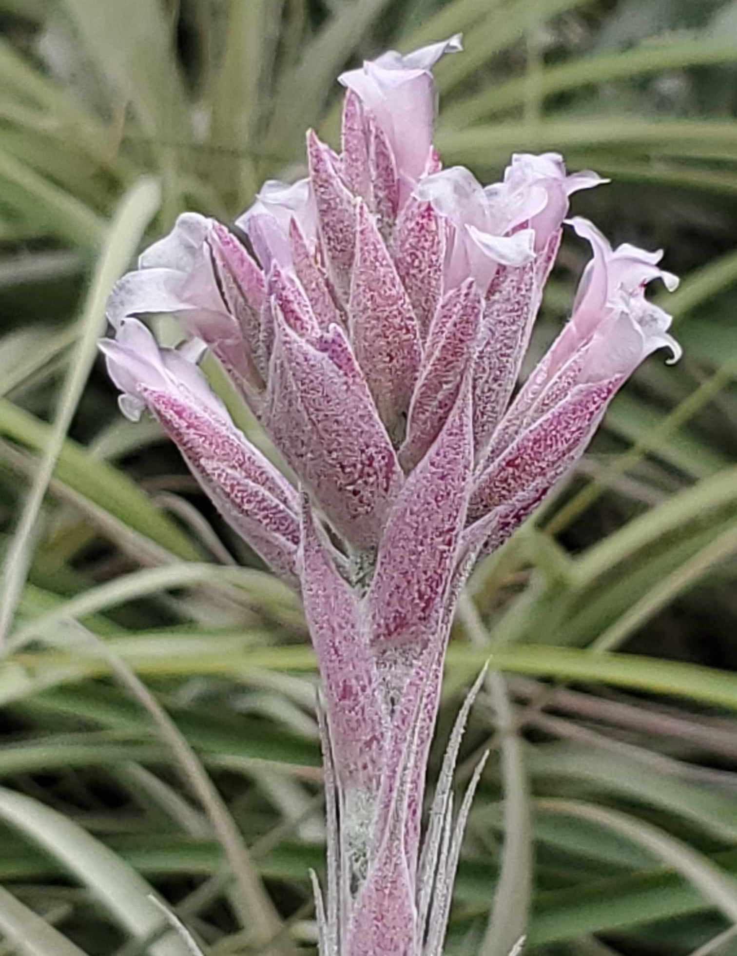 Tillandsia gardneri rupicola. (Light purple flower form