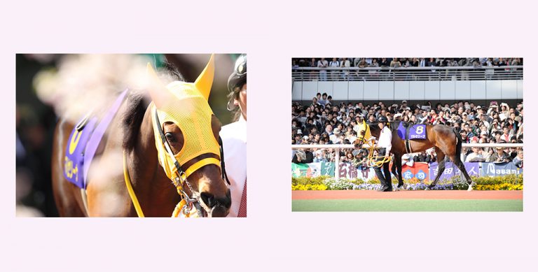 マルセリーナ2011桜花賞優勝記念プレミアム写真集 | サラブレッドアート