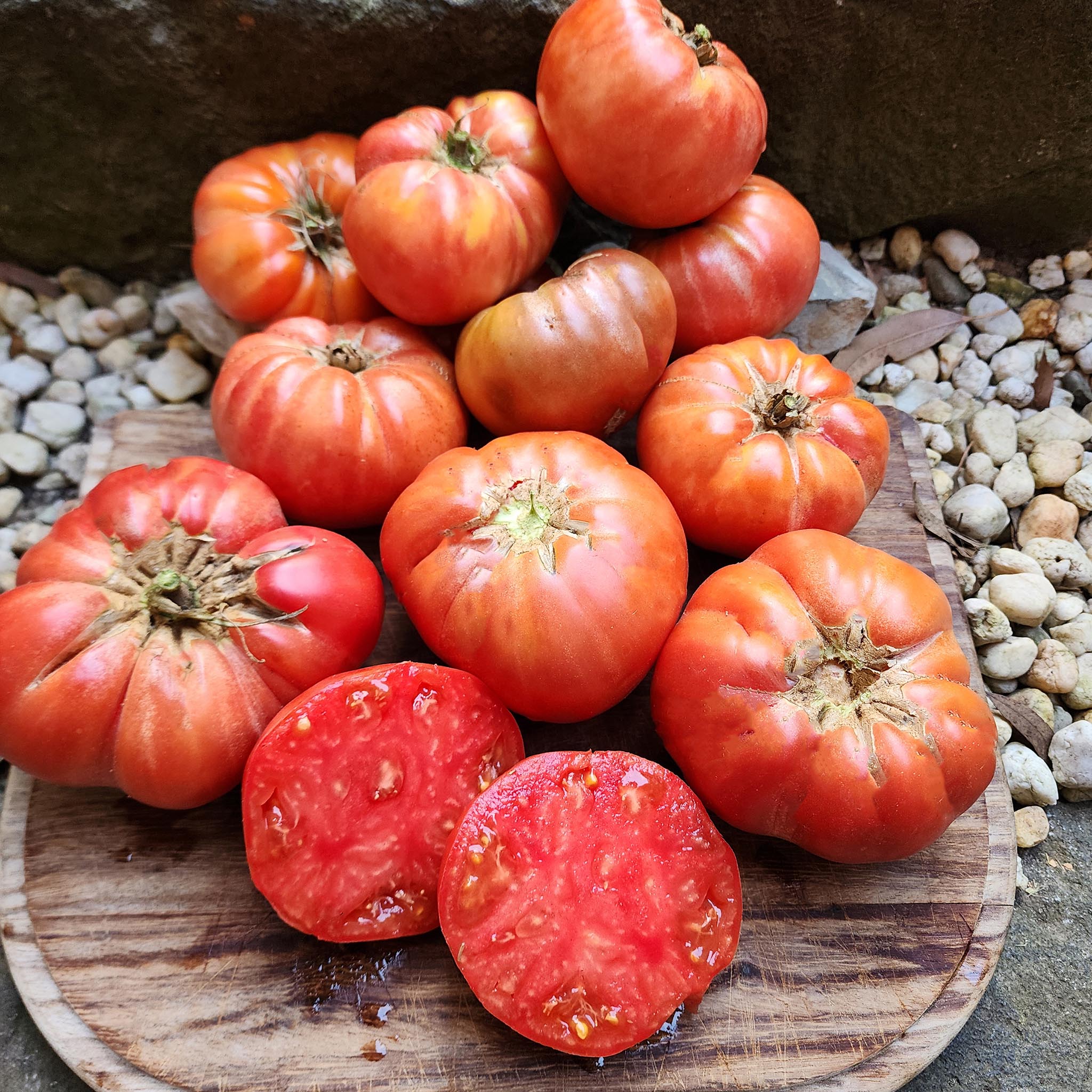 More Dwarf Tomatoes | Notes From The Tomato Lady