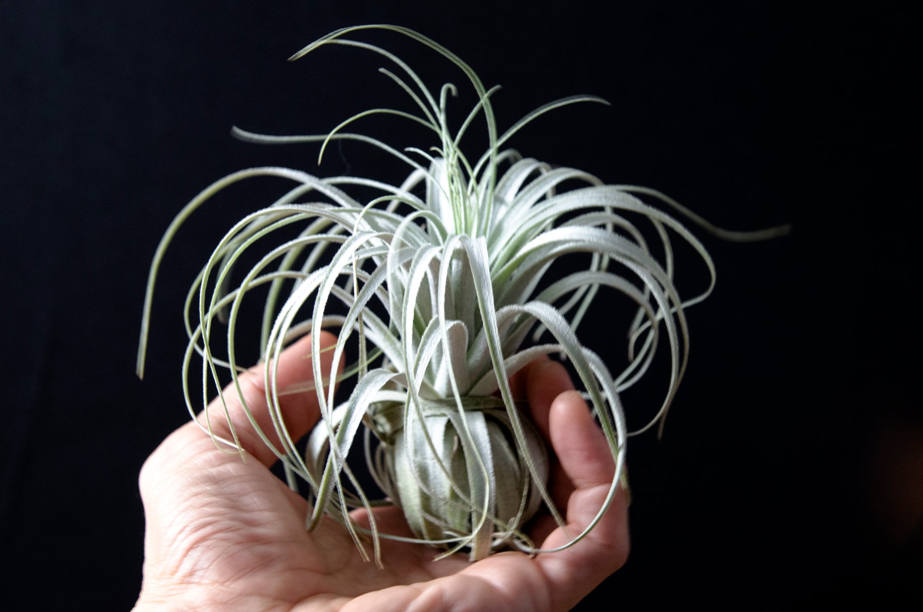 Tillandsia Chapeuensis – EXTREMELY RARE Air Plant – The Artizan Way