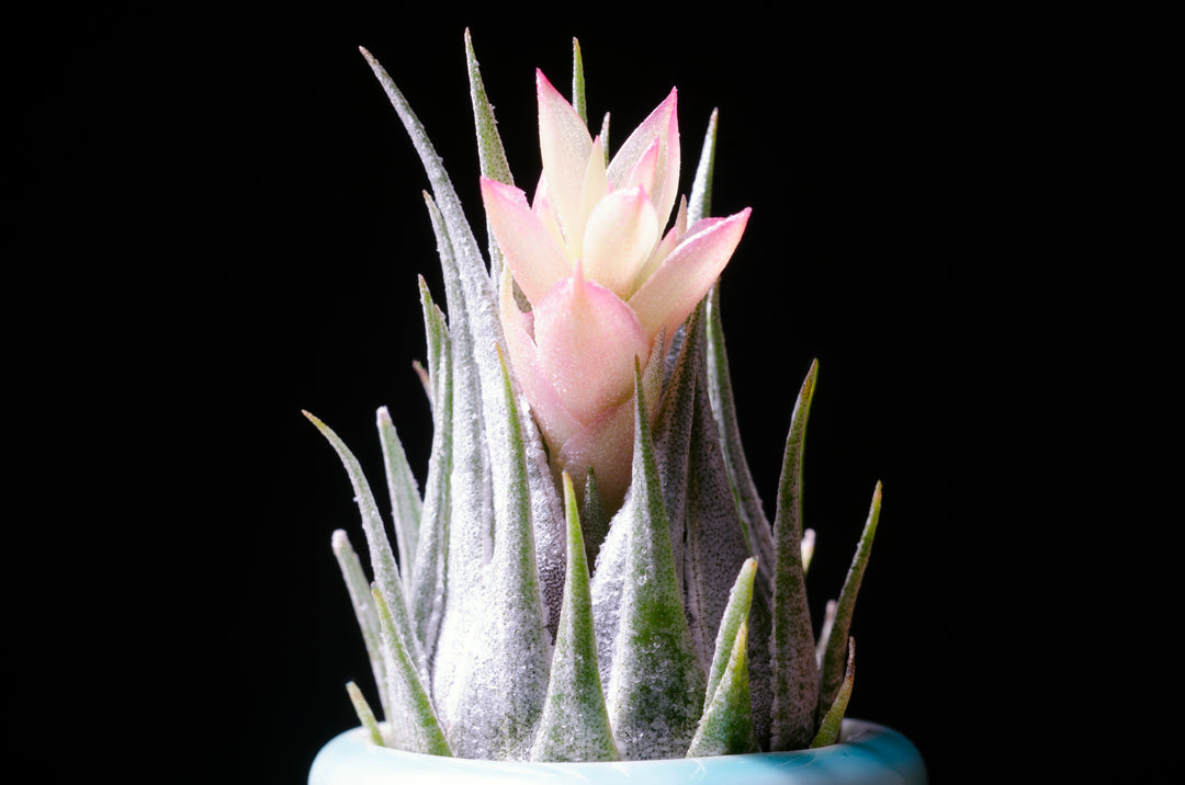 Tillandsia Kautskyi - Extremely Rare Air Plant – The Artizan Way