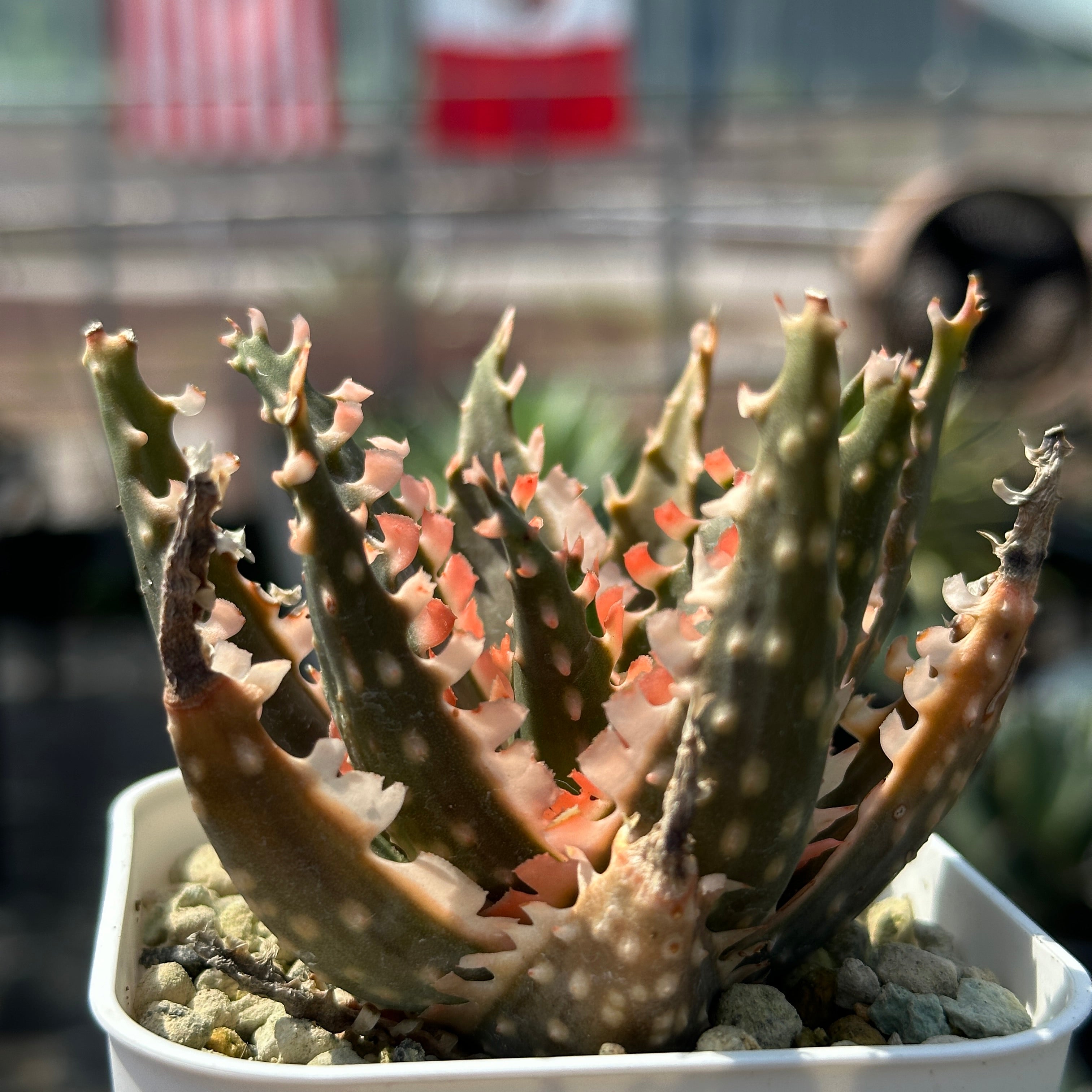 アロエ ハイブリッド Aloe hybrid 第四種 特 まとめパック特上 アロエ