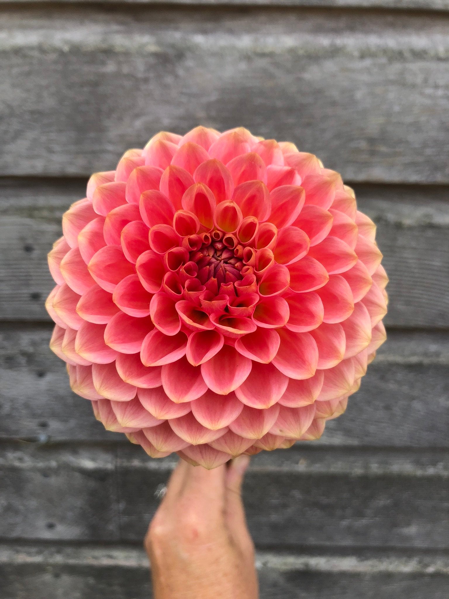 20th Avenue Softer Peach – The Farmhouse Flower Farm