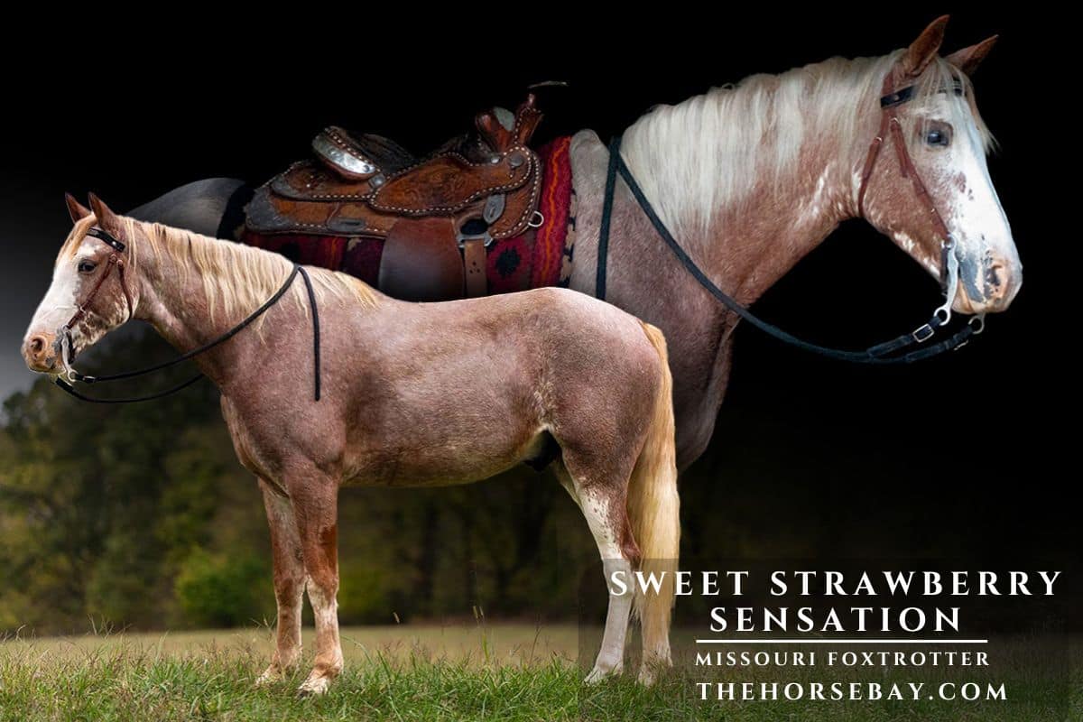 Sweet Strawberry Sensation | Thehorsebay.com