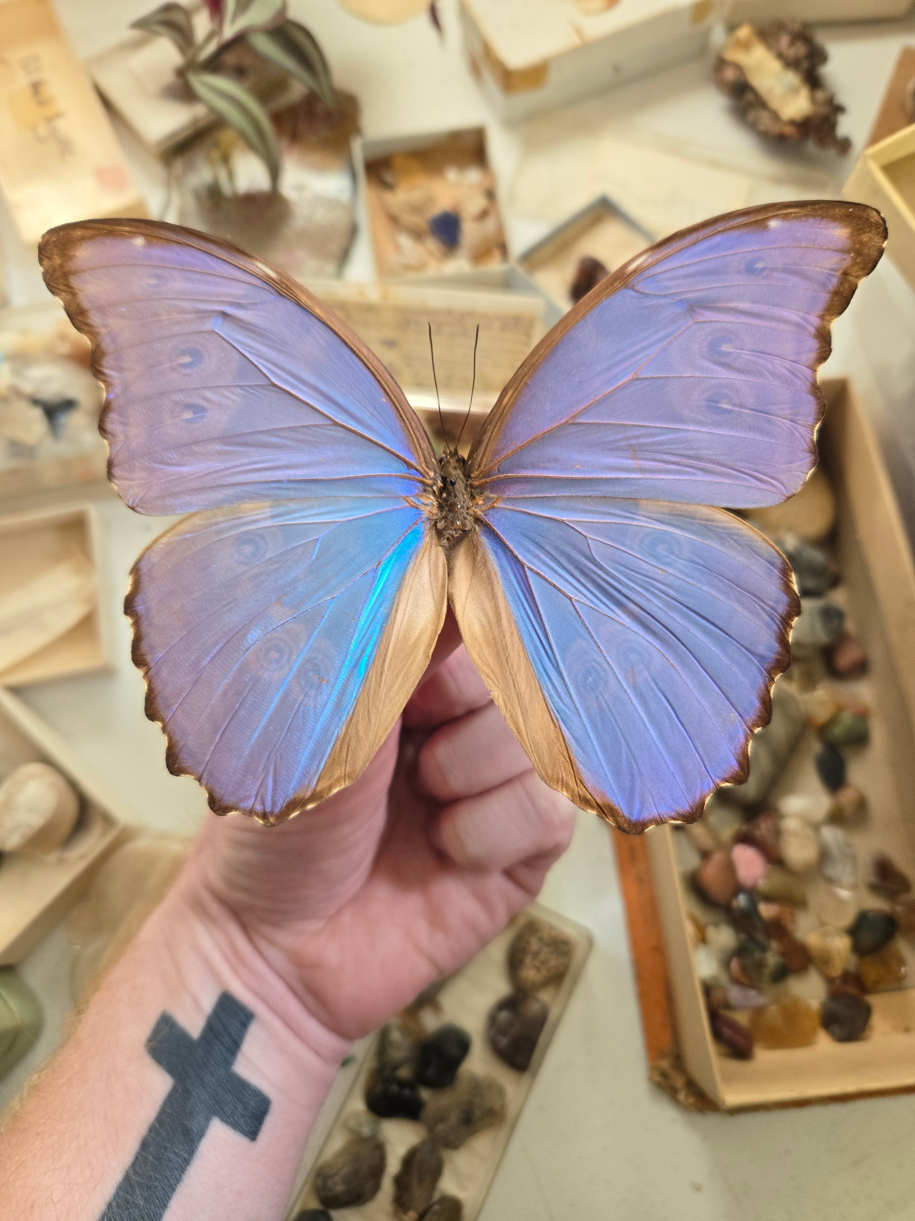 REAL Blue Morpho Butterfly, Morpho godarti, UNSPREAD – The Little