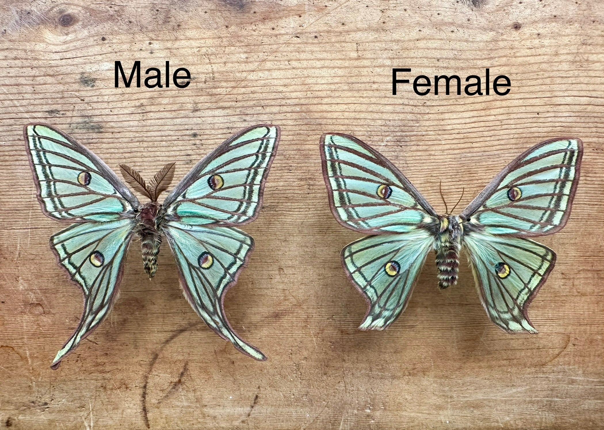 イザベラミズアオ ♂ Graellsia isabellae Graellsia isabellae