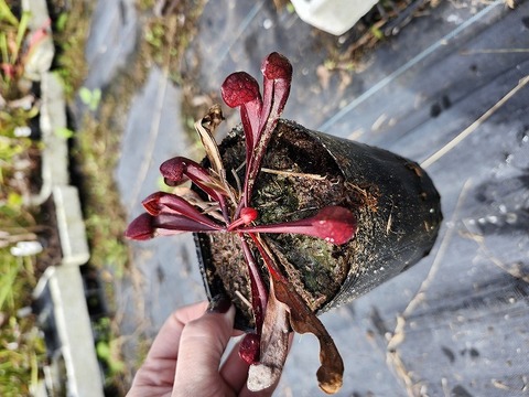 商品一覧 - Y's Exotics （山田食虫植物農園）